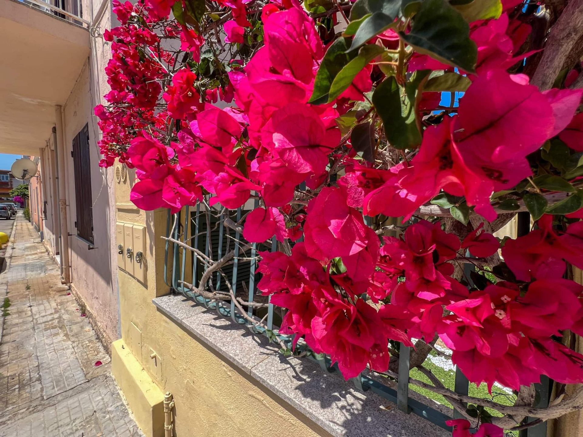 La bougainvillea fucsia in fiore sulla facciata gialla della palazzina